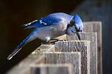 Blue Jay Snacking_52397